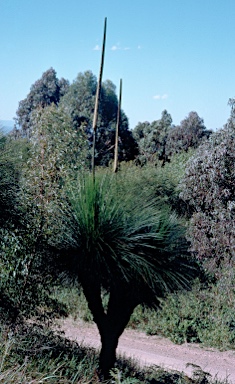 APII jpeg image of Xanthorrhoea malacophylla  © contact APII