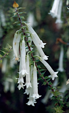 APII jpeg image of Epacris longiflora  © contact APII