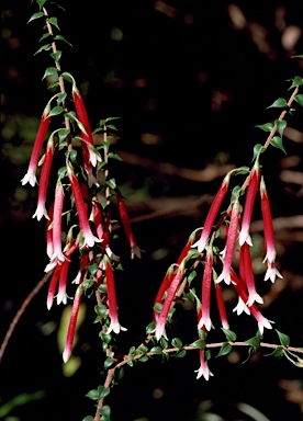 APII jpeg image of Epacris longiflora  © contact APII