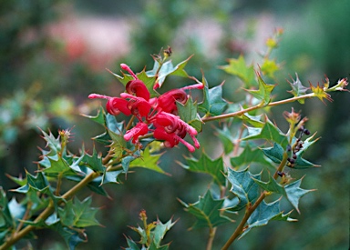 APII jpeg image of Grevillea 'Merinda Gordon'  © contact APII