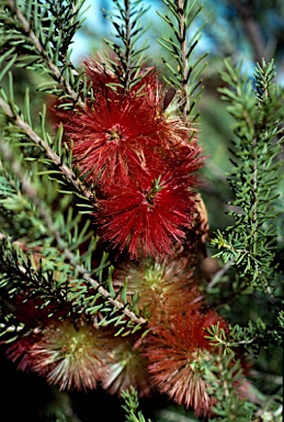 APII jpeg image of Melaleuca calothamnoides  © contact APII