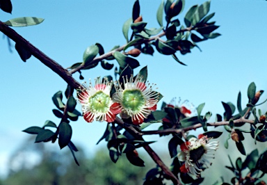 APII jpeg image of Leptospermum macrocarpum  © contact APII