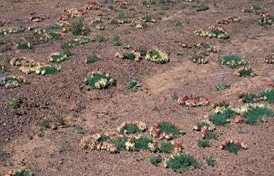 APII jpeg image of Lechenaultia macrantha  © contact APII