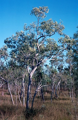 APII jpeg image of Melaleuca nervosa  © contact APII