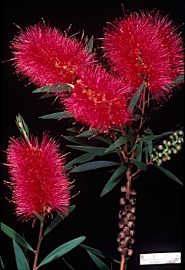 APII jpeg image of Callistemon 'Eureka'  © contact APII