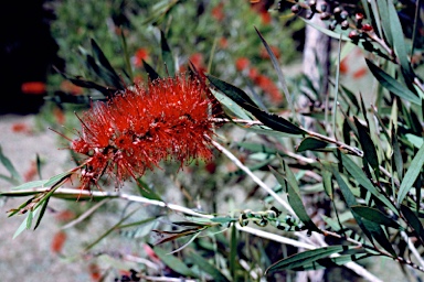 APII jpeg image of Callistemon viminalis 'Ayr'  © contact APII