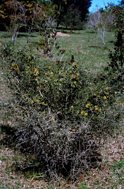 APII jpeg image of Melaleuca blaeriifolia  © contact APII