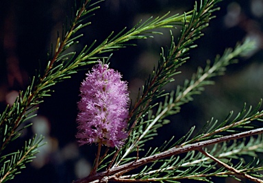 APII jpeg image of Melaleuca diosmatifolia  © contact APII