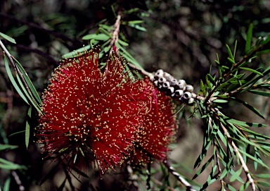 APII jpeg image of Callistemon 'Phil May'  © contact APII