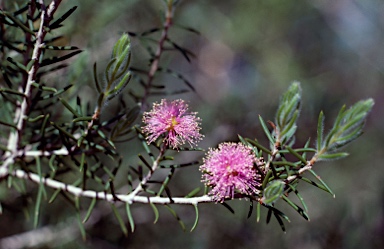 APII jpeg image of Melaleuca pentagona  © contact APII