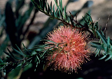 APII jpeg image of Melaleuca fulgens  © contact APII