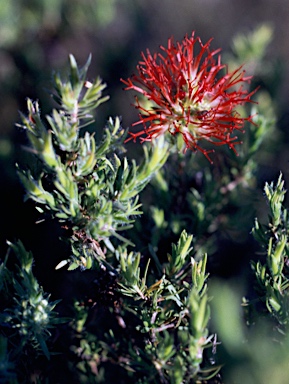 APII jpeg image of Beaufortia macrostemon  © contact APII