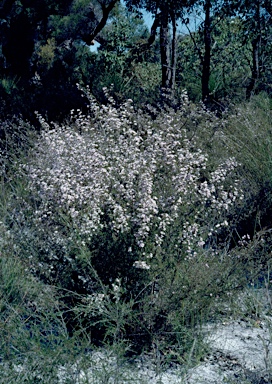 APII jpeg image of Pericalymma ellipticum var. ellipticum  © contact APII