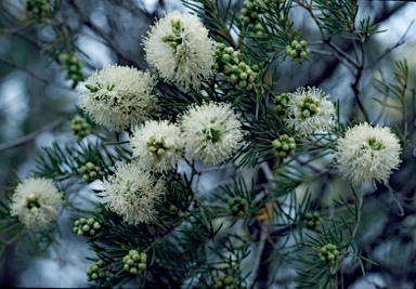 APII jpeg image of Melaleuca rhaphiophylla  © contact APII