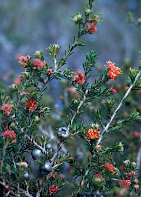 APII jpeg image of Eremaea pauciflora var. pauciflora  © contact APII