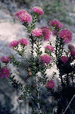 APII jpeg image of Melaleuca amydra  © contact APII