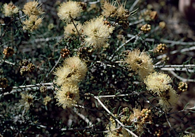 APII jpeg image of Melaleuca leuropoma  © contact APII