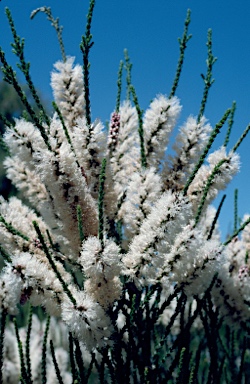 APII jpeg image of Melaleuca huegelii  © contact APII