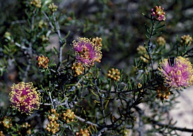 APII jpeg image of Melaleuca leuropoma  © contact APII