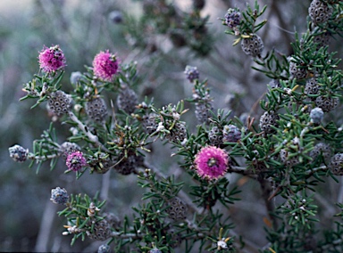 APII jpeg image of Melaleuca carrii  © contact APII