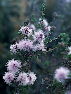 APII jpeg image of Beaufortia bracteosa  © contact APII