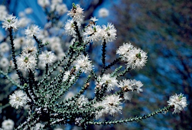 APII jpeg image of Melaleuca cucullata  © contact APII