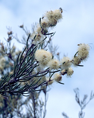 APII jpeg image of Melaleuca thapsina  © contact APII