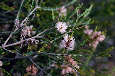 APII jpeg image of Melaleuca glaberrima  © contact APII