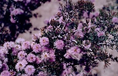 APII jpeg image of Melaleuca rigidifolia  © contact APII