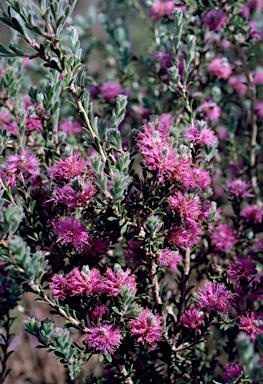 APII jpeg image of Melaleuca spathulata  © contact APII