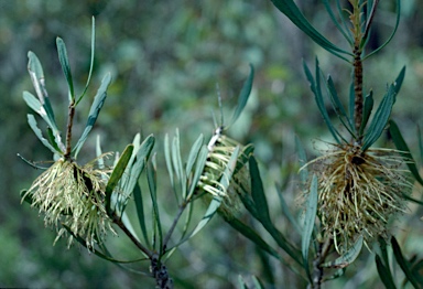 APII jpeg image of Calothamnus planifolius  © contact APII