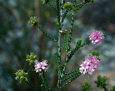 APII jpeg image of Kunzea rostrata  © contact APII