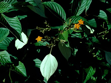 APII jpeg image of Mussaenda frondosa  © contact APII