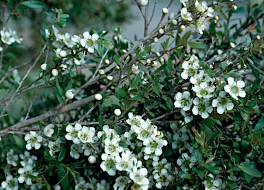 APII jpeg image of Leptospermum polygalifolium subsp. montanum  © contact APII