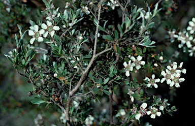 APII jpeg image of Leptospermum brevipes  © contact APII