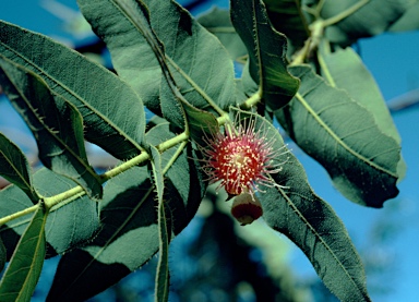 APII jpeg image of Corymbia dunlopiana  © contact APII