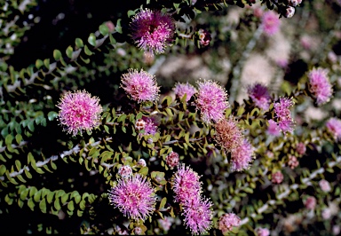 APII jpeg image of Melaleuca leptospermoides  © contact APII