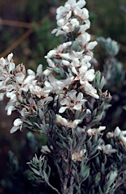 APII jpeg image of Leptospermum lanigerum  © contact APII