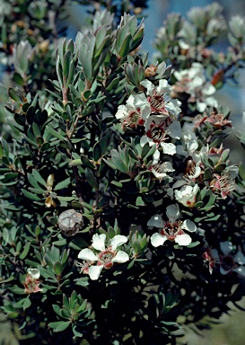 APII jpeg image of Leptospermum lanigerum  © contact APII