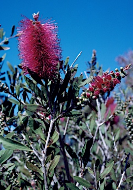 APII jpeg image of Callistemon 'Greenbriar'  © contact APII