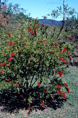 APII jpeg image of Callistemon 'Demesne Special'  © contact APII