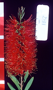 APII jpeg image of Callistemon 'Compact Red'  © contact APII