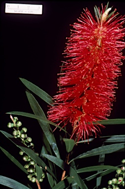 APII jpeg image of Callistemon 'Kings Park Special'  © contact APII