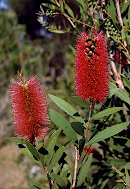 APII jpeg image of Callistemon 'Pink Parfait'  © contact APII