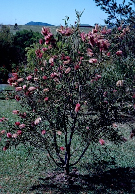 APII jpeg image of Callistemon 'Pink Alma'  © contact APII