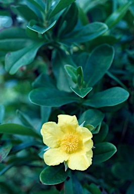 APII jpeg image of Hibbertia scandens  © contact APII