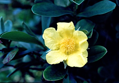 APII jpeg image of Hibbertia scandens  © contact APII