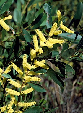 APII jpeg image of Acacia longifolia subsp. sophorae  © contact APII