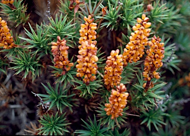 APII jpeg image of Richea scoparia  © contact APII