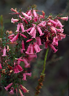 APII jpeg image of Epacris impressa  © contact APII